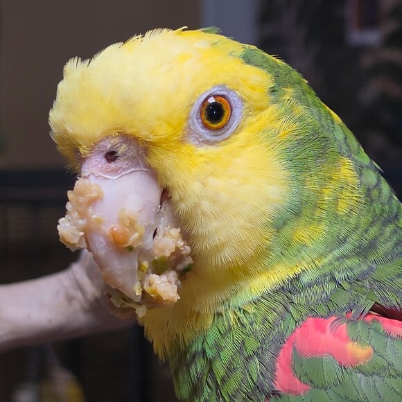 pixiespatch